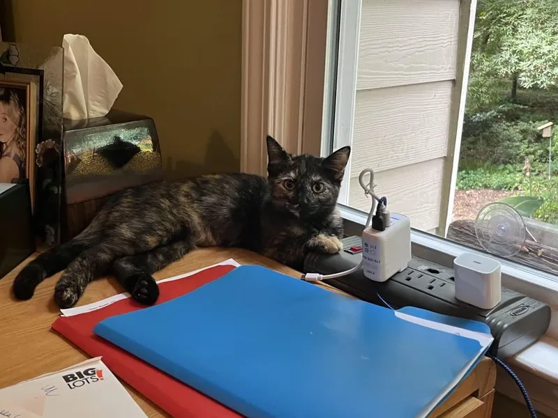 A young small-sized female Domestic Short Hair cat named Nala for adoption in Alpharetta, GA