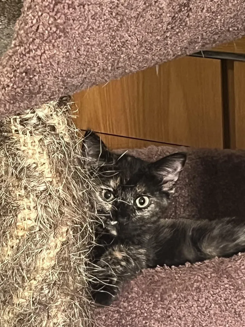 Nala thumbnail 2
