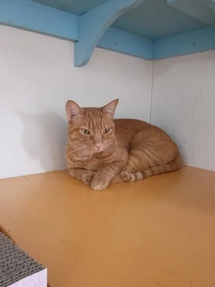 A baby small-sized male Domestic Short Hair cat named Quickstep for adoption in Houston, TX