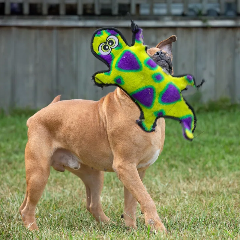 A young medium-sized male Brown / Chocolate Boxer dog named Rau for adoption in Tomball, TX