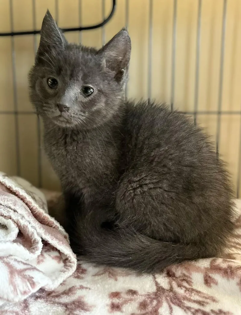 A baby medium-sized male Gray / Blue / Silver Domestic Short Hair cat named Cheddar for adoption in Seville, OH