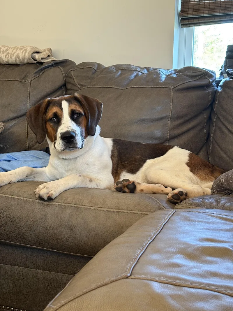 Cooper thumbnail 2