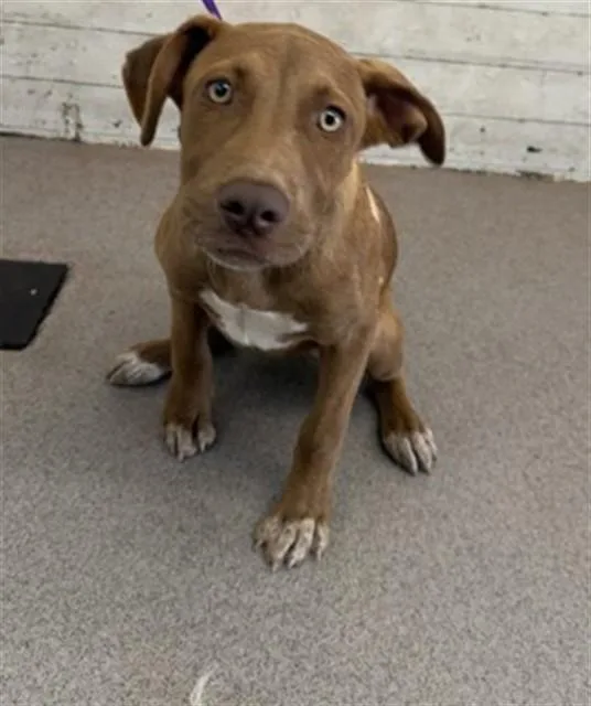 A young small-sized female Pit Bull Terrier dog named Koda for adoption in San Bernardino, CA