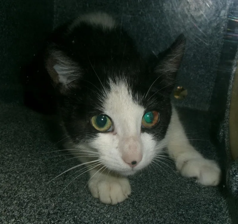 An adult medium-sized female Black Domestic Short Hair cat named Beef Eater for adoption in Plover, WI