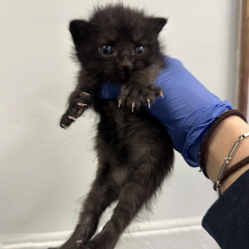 A baby small-sized female Black Domestic Short Hair cat named Onyx for adoption in Philadelphia, PA