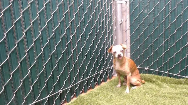 A senior medium-sized female Chihuahua dog named Leslie for adoption in Downey, CA