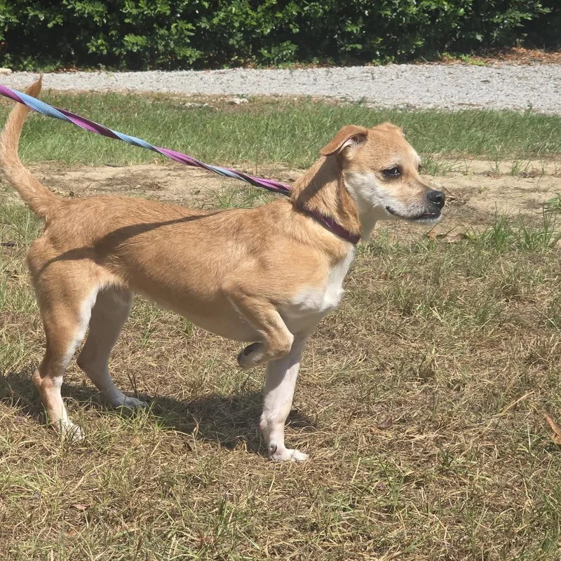 An adult small-sized male Yellow / Tan / Blond / Fawn Terrier dog named Bennett for adoption in Gulfport, MS