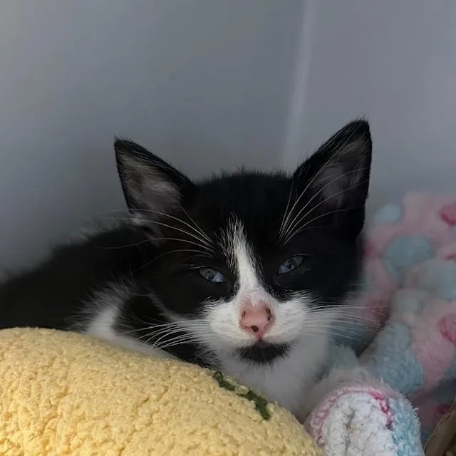 A baby small-sized female Black & White / Tuxedo Domestic Short Hair cat named Deputy for adoption in Margate, FL