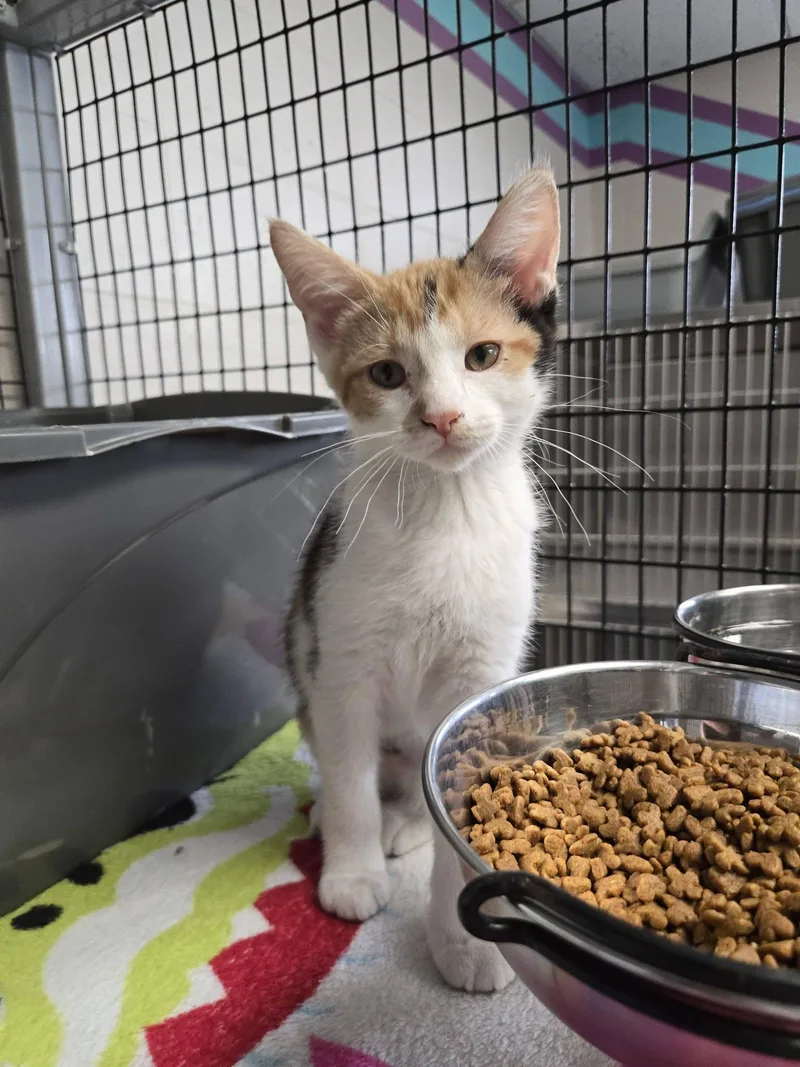 A baby medium-sized female Calico Domestic Short Hair cat named Penny for adoption in Chilton, WI
