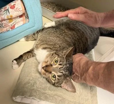 A young medium-sized female Domestic Short Hair cat named Phoebe for adoption in Windsor, CT