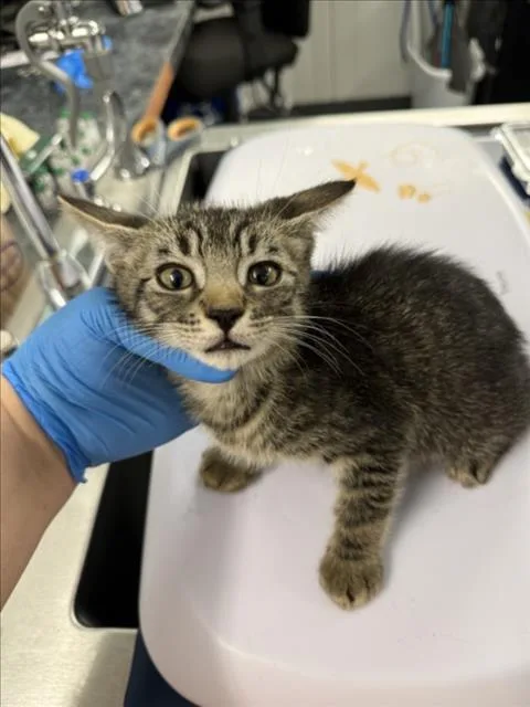A baby small-sized male Brown / Chocolate Domestic Short Hair cat named Meeko for adoption in Woodland, CA