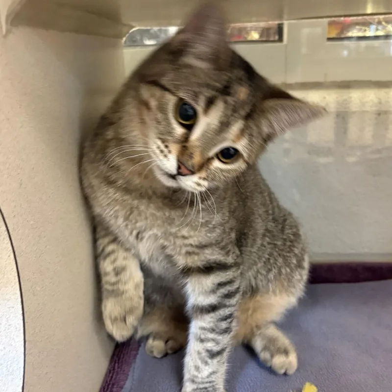 A baby small-sized female Brown / Chocolate Domestic Short Hair cat named Loony Luna for adoption in Gloucester, VA