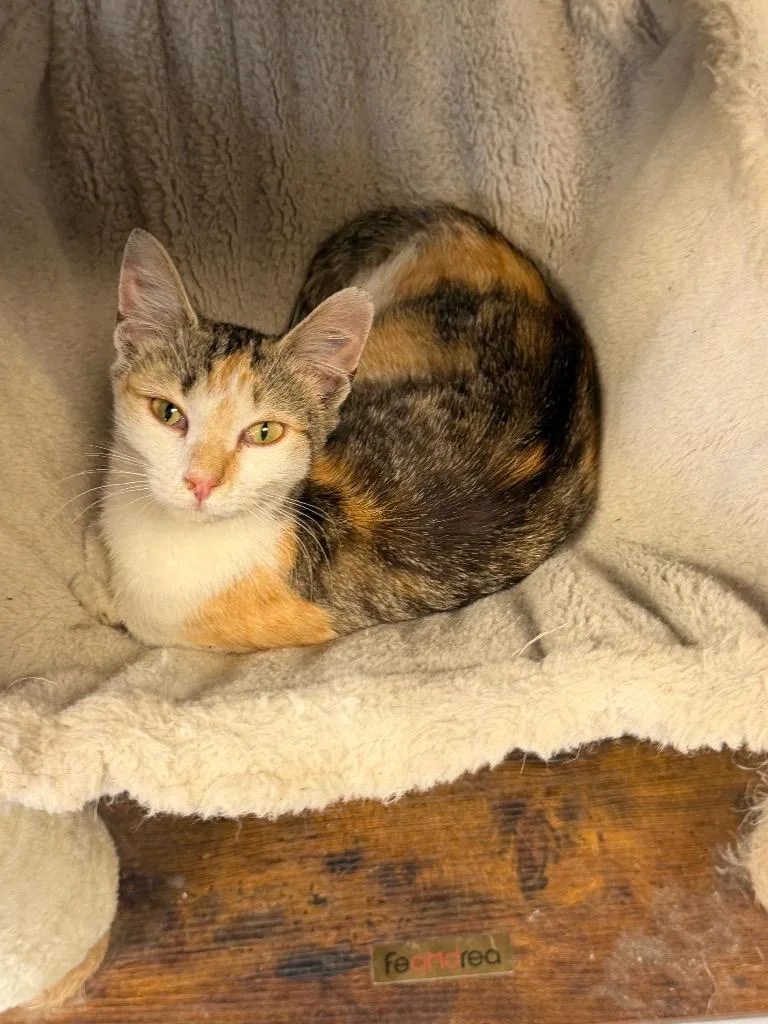 A baby medium-sized female Domestic Short Hair cat named Maple for adoption in Greenwood, MS