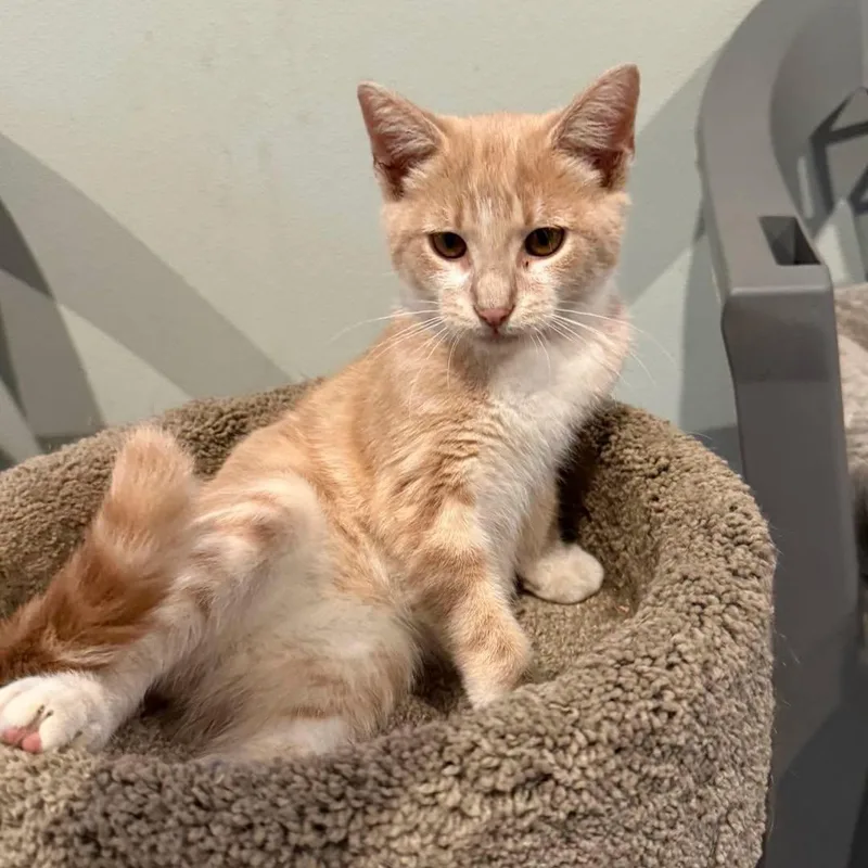 A young small-sized male Tabby cat named Henry for adoption in Richmond Dale, OH