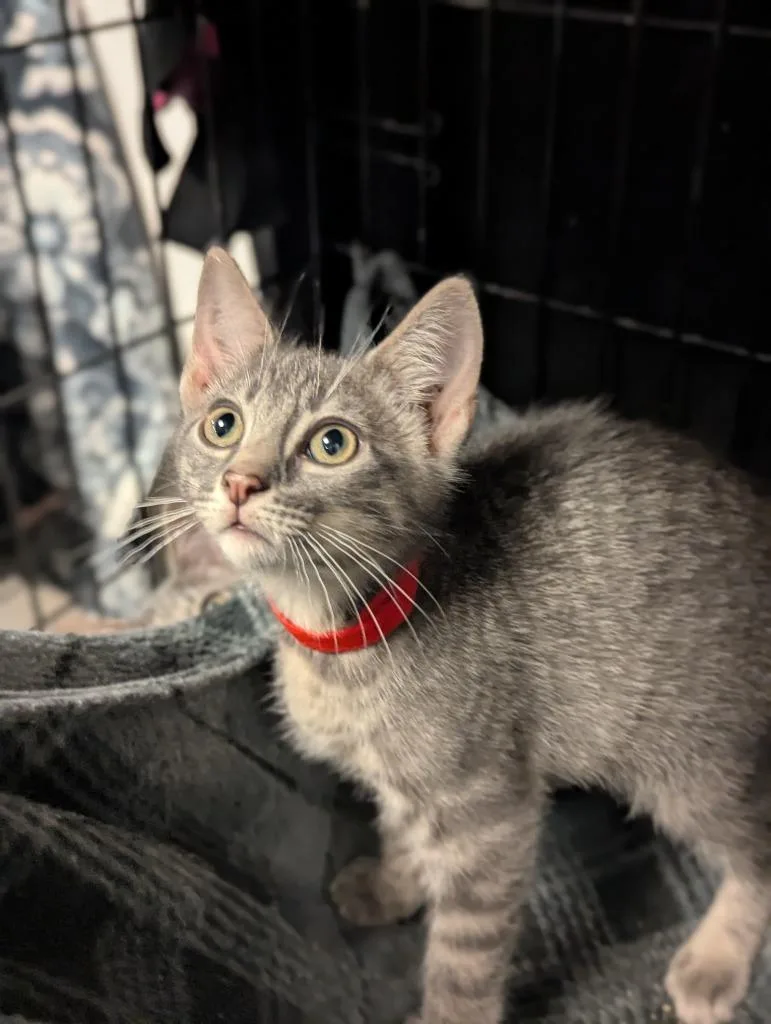 A baby medium-sized male Domestic Short Hair cat named December for adoption in St. Cloud, MN
