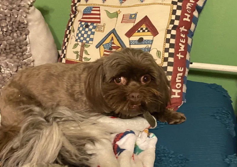 A senior small-sized female Shih Tzu dog named Baby for adoption in McKinney, TX