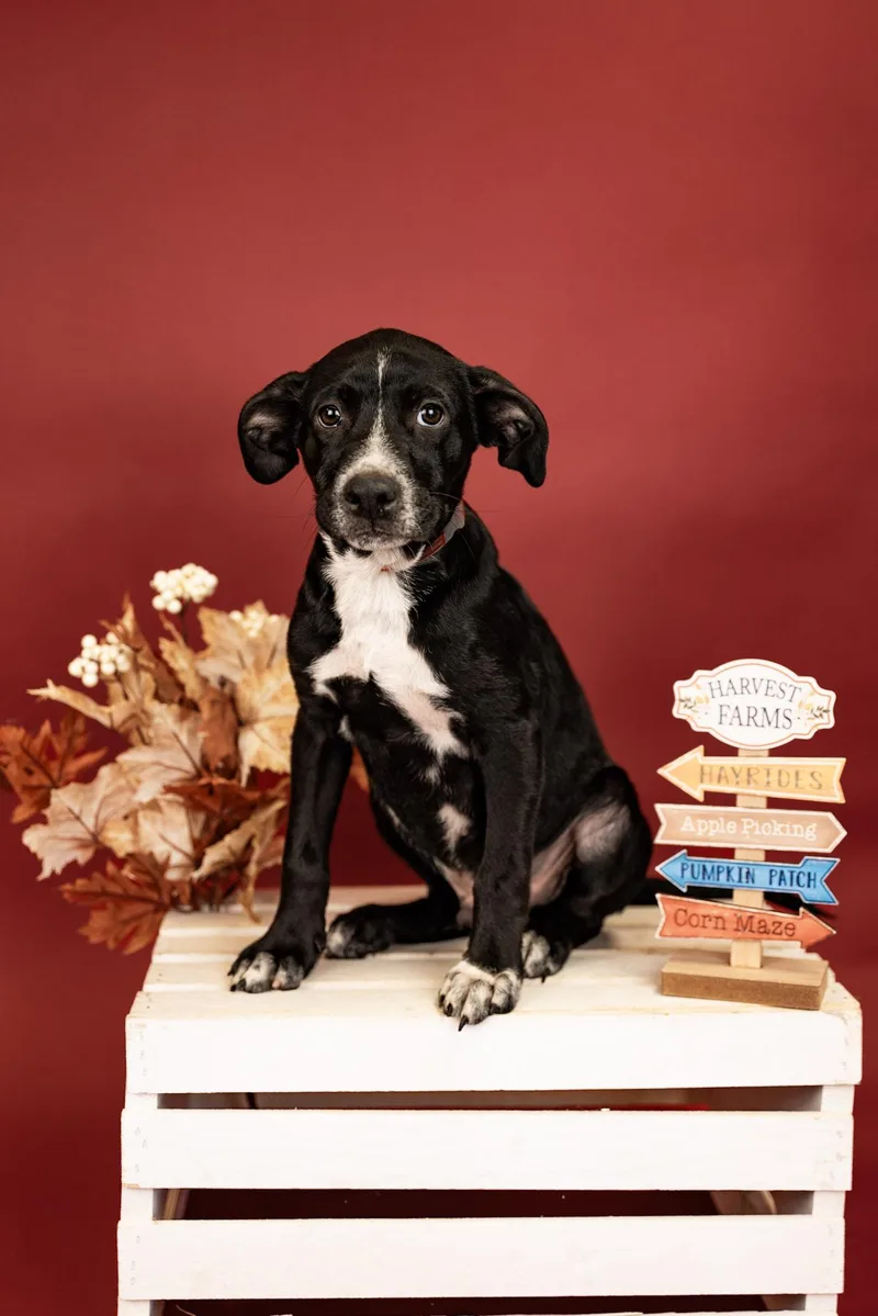 A baby medium-sized female Australian Cattle Dog / Blue Heeler dog named 784-26 for adoption in Brighton, CO
