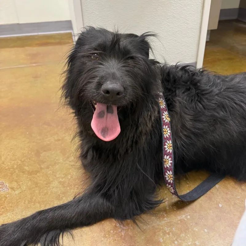 An adult medium-sized female Black Scottish Terrier dog named Sedona for adoption in Albuquerque, NM