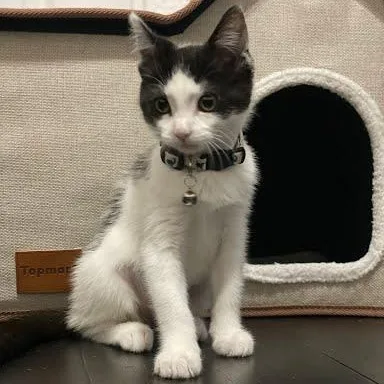 A baby medium-sized female Black & White / Tuxedo Domestic Short Hair cat named Onigiri for adoption in Sacramento, CA