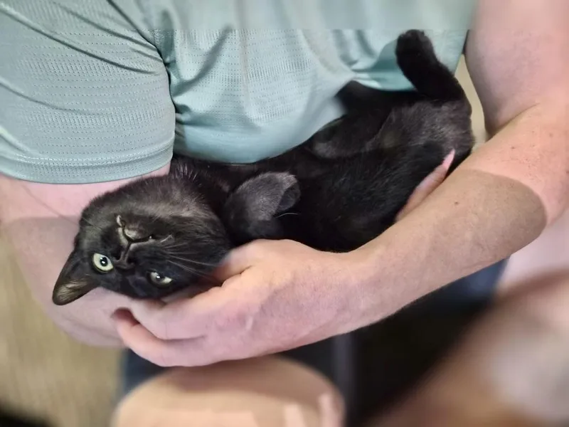 A baby small-sized female Domestic Short Hair cat named Star for adoption in Patchogue, NY