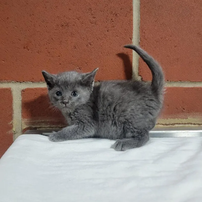 A baby small-sized female Gray / Blue / Silver Domestic Short Hair cat named Beans for adoption in Cabot, AR