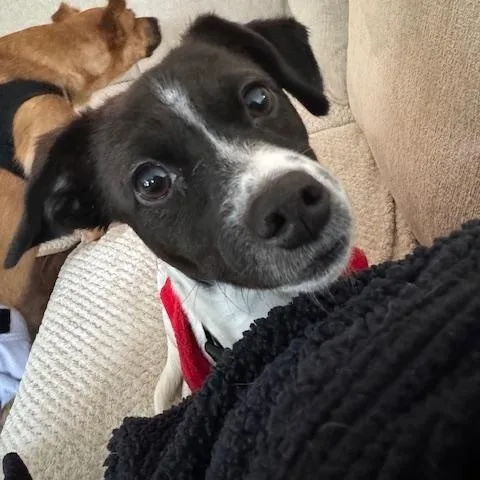 A young small-sized female White / Cream Terrier dog named Stella for adoption in Plainfield, IL