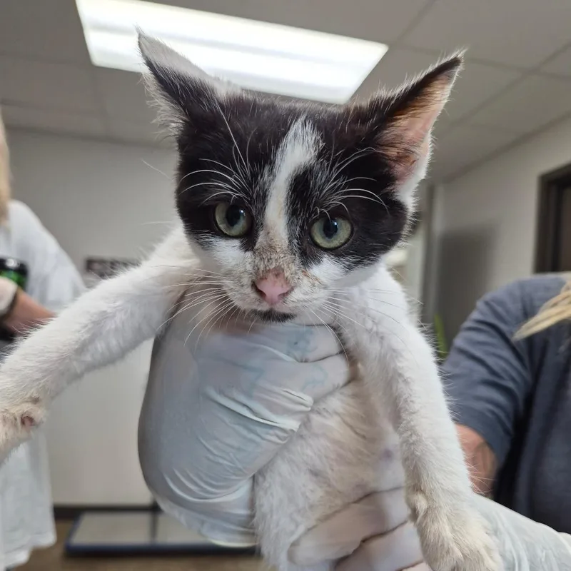 A baby small-sized male White Domestic Short Hair cat named Pongo for adoption in Cleveland, MS