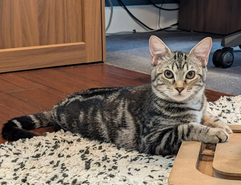 A baby medium-sized female Brown / Chocolate Domestic Short Hair cat named Gertrude for adoption in Oviedo, FL