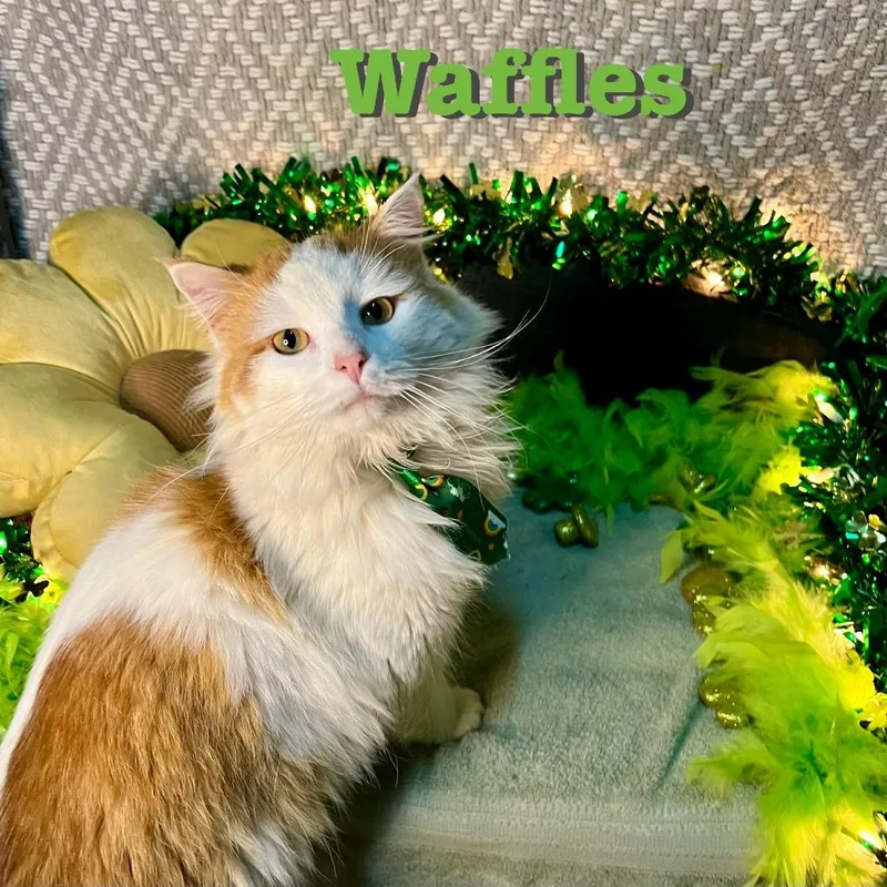 Waffles @ Pawz Pet