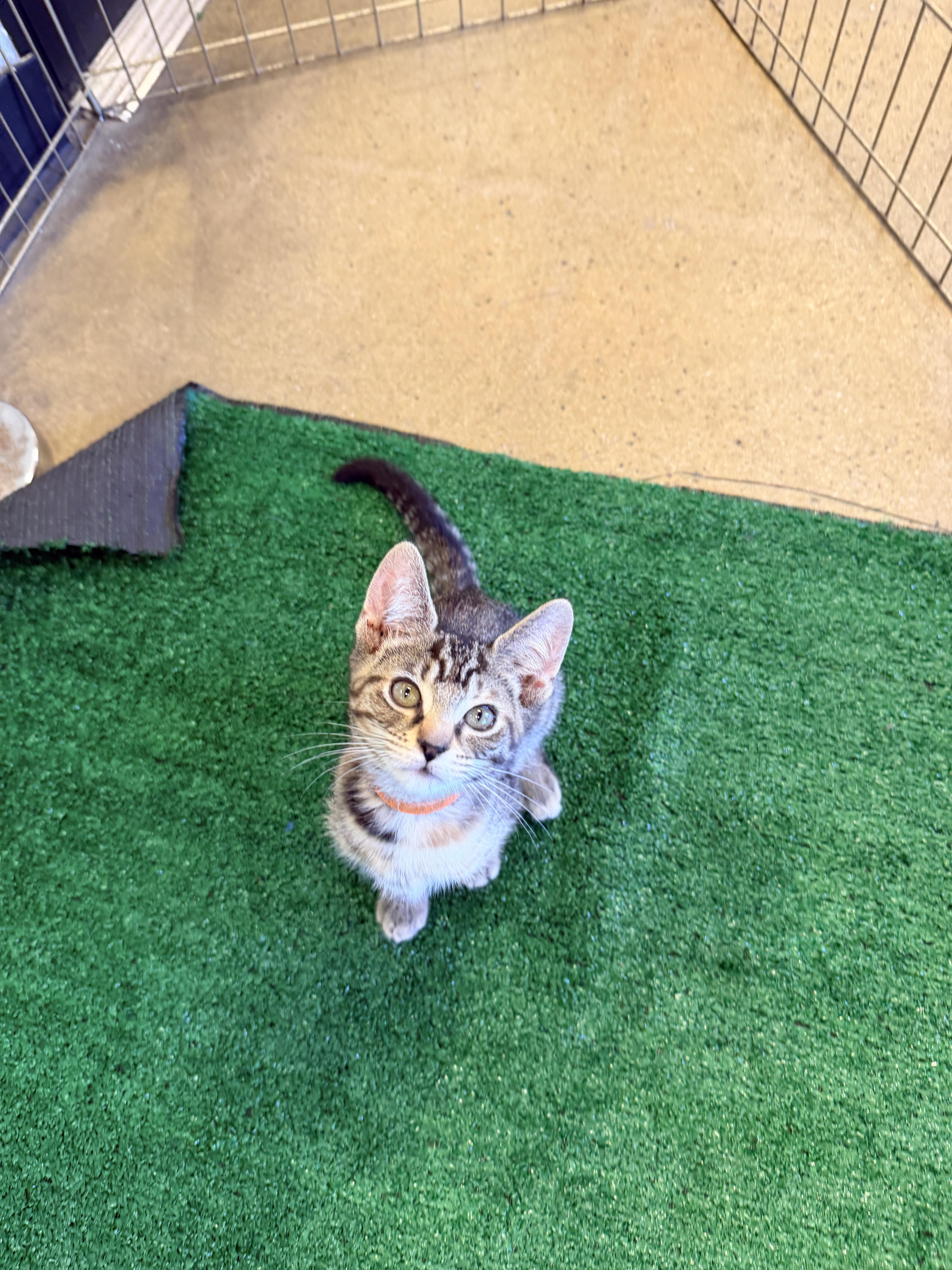 A baby small-sized female Domestic Short Hair cat named Pazzaz for adoption in Powder Springs, GA