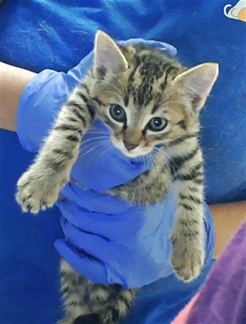 A baby small-sized male Domestic Short Hair cat named Little Man for adoption in Fayetteville, NC