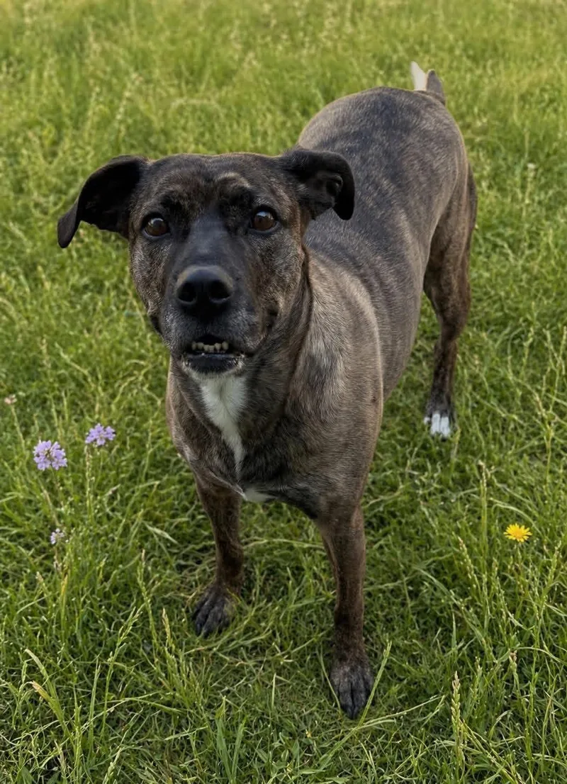 A senior large-sized female Boxer dog named Zelda for adoption in Atchison, KS