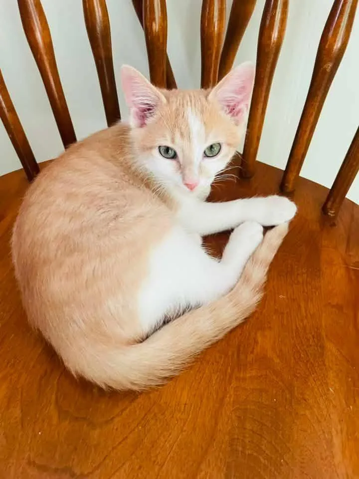 A young small-sized male Orange & White Domestic Short Hair cat named Gordon for adoption in Broken Arrow, OK