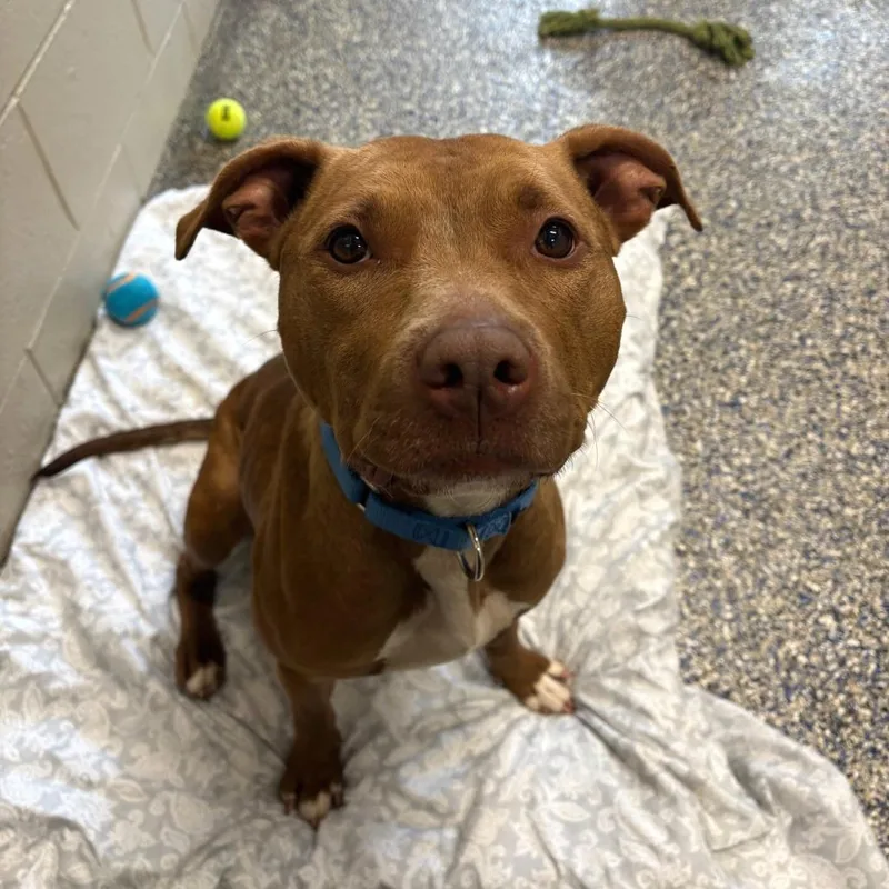 An adult medium-sized female Brown / Chocolate Mixed Breed dog named Lady for adoption in Fairport, NY