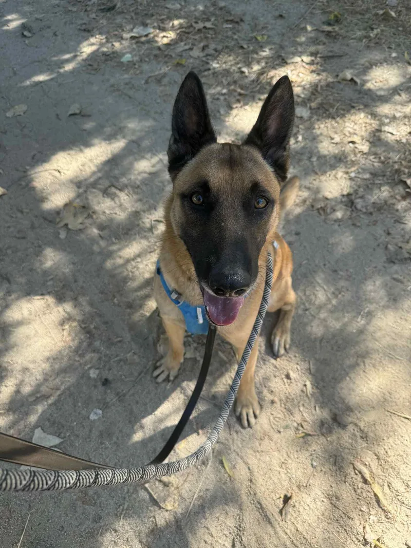 An adult large-sized male Belgian Shepherd / Malinois dog named Xin for adoption in Vancouver, WA