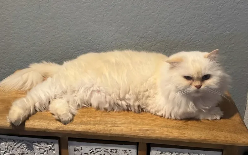 A young large-sized male Persian cat named Bunny for adoption in San Jacinto, CA
