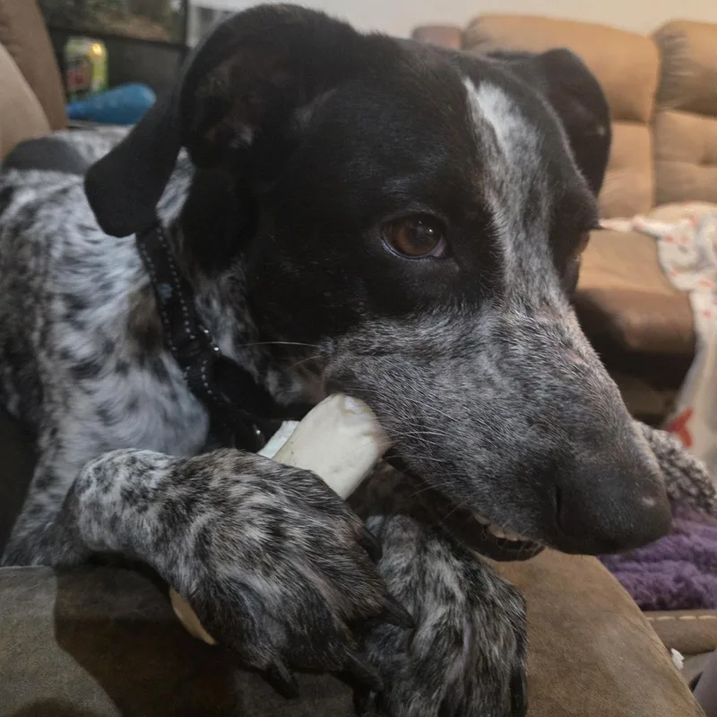 A young medium-sized female Black German Shorthaired Pointer dog named Kimber for adoption in Marion, MA