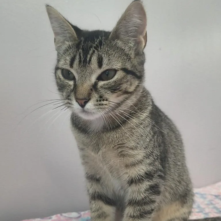 A young small-sized female Gray / Blue / Silver Domestic Short Hair cat named Coriander for adoption in Knoxville, TN