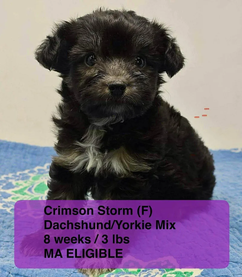 A young small-sized female Dachshund dog named Crimson Storm for adoption in Pomfret Center, CT