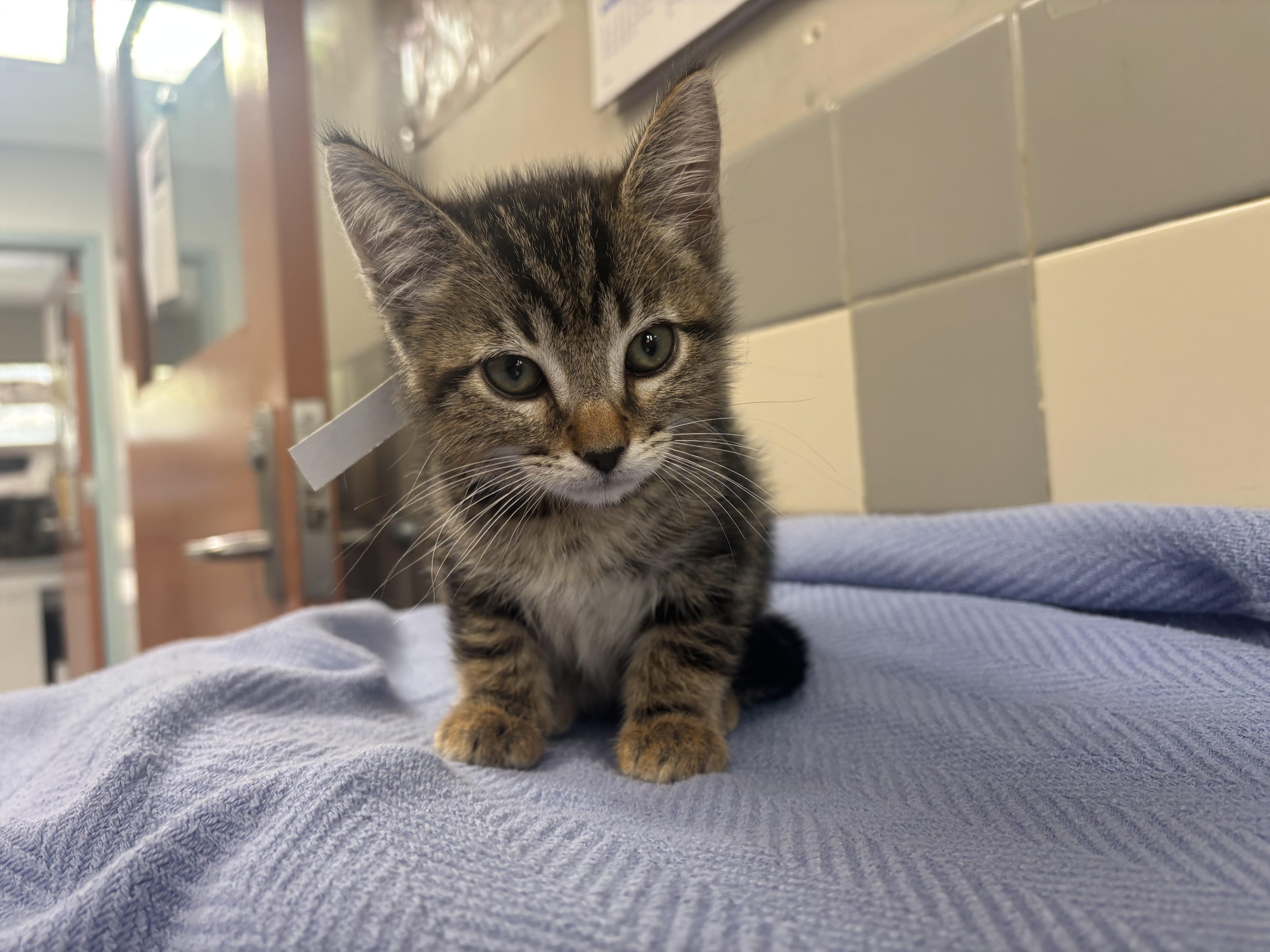 A baby small-sized male Domestic Short Hair cat named Robin for adoption in San Pedro, CA