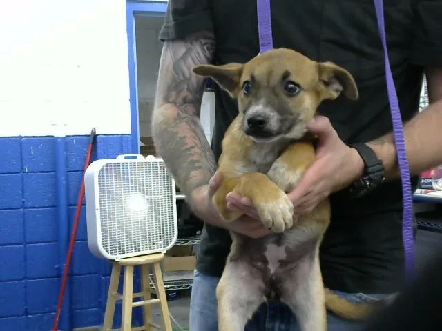 A baby small-sized female Australian Cattle Dog / Blue Heeler dog named Savage for adoption in Albuquerque, NM