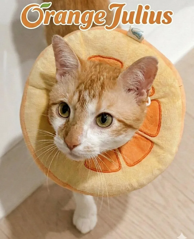 A young medium-sized male Tabby cat named Orange Julius for adoption in Flushing, NY