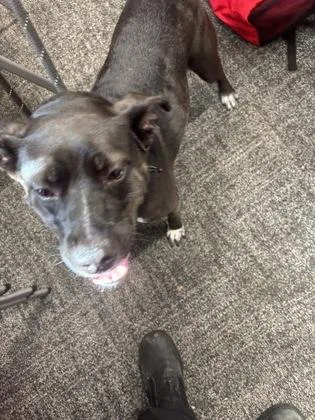 An adult medium-sized female Mixed Breed dog named Indie for adoption in West Chester, PA