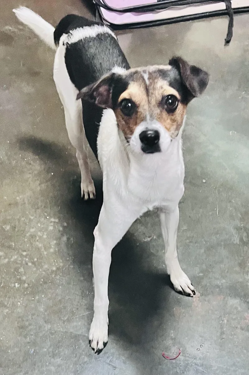 An adult small-sized male Tricolor (Brown, Black, & White) Rat Terrier dog named Bafie for adoption in Council Bluffs, IA