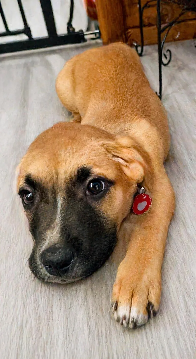 A young large-sized female Shepherd dog named Zadie for adoption in Nashville, TN