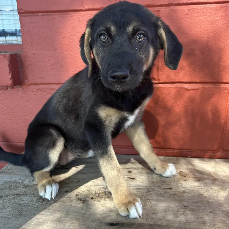 A baby medium-sized female Black German Shepherd Dog dog named Ellie for adoption in Pensacola, FL