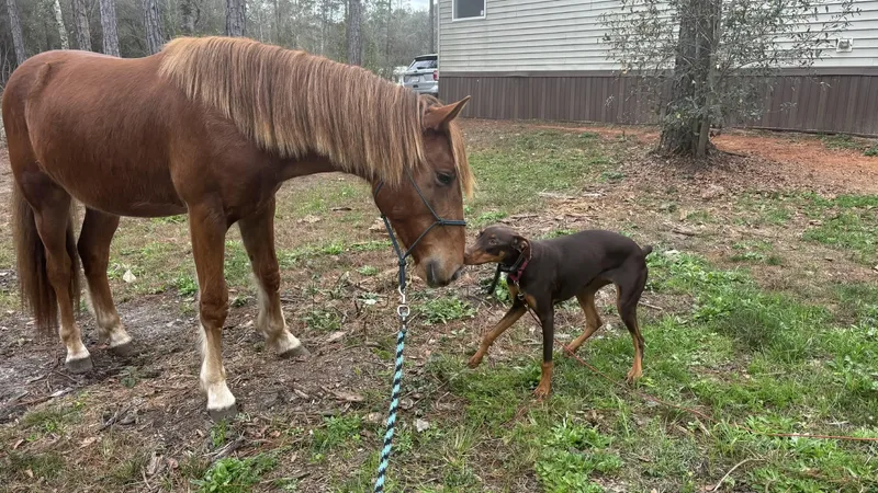 Rysk  Video!!. thumbnail 2