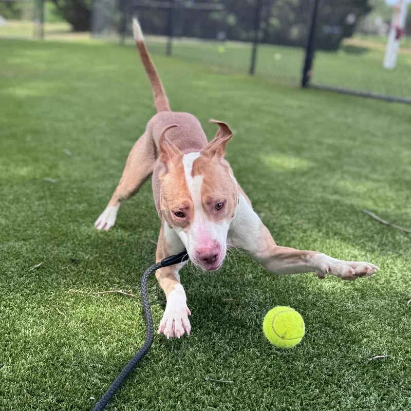 A young medium-sized male Yellow / Tan / Blond / Fawn Mixed Breed dog named Yoyo for adoption in Winston-Salem, NC