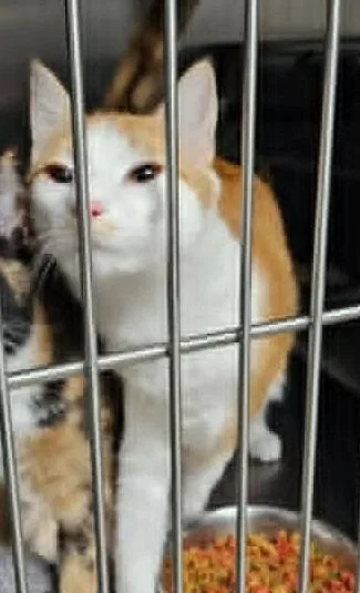 A young medium-sized male Domestic Short Hair cat named Russell for adoption in Ogden, UT