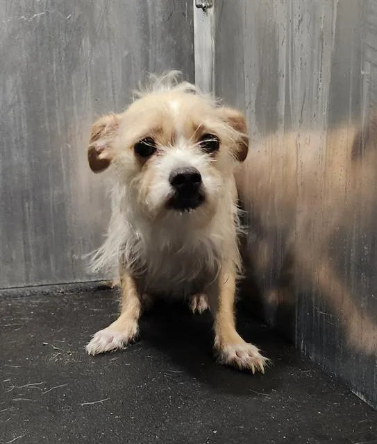 A young small-sized female Terrier dog named Lady Blue for adoption in San Antonio, TX